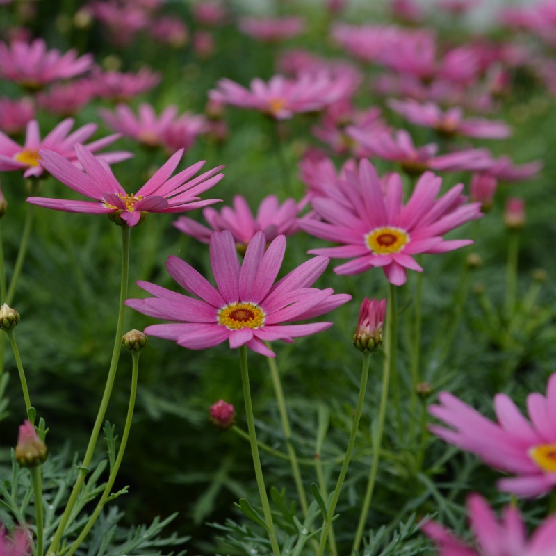 Angelic Giant Pink Argyranthemum (Marguerite Daisy)