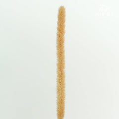 Dry Phleum - Pudu Ria Florist Southern