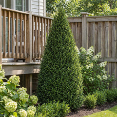 Tall green Ilex crenata Steeds Japanese Holly in a garden with a wooden deck and fence in the background