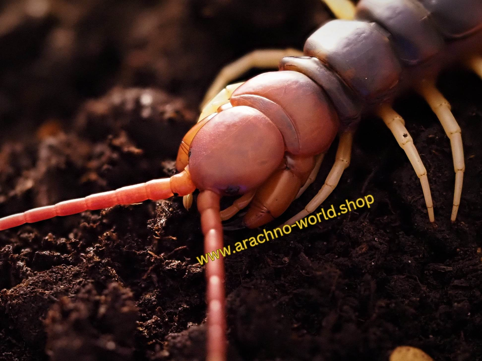 Scolopendra gigantea "white legs"