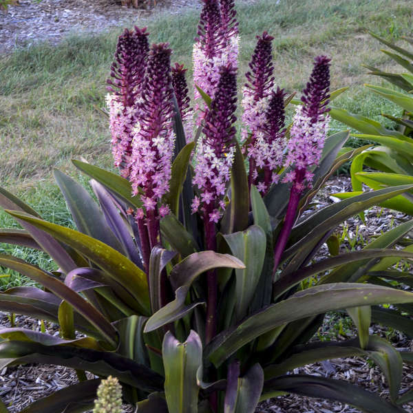 Walters Gardens / Eucomis 'Safari Adventure'